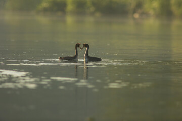 Great crested grebe