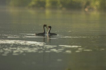 Great crested grebe