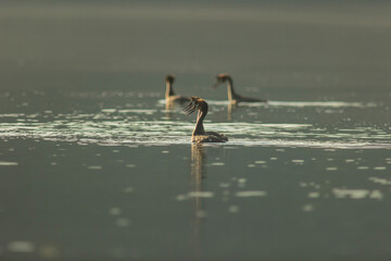 Great crested grebe