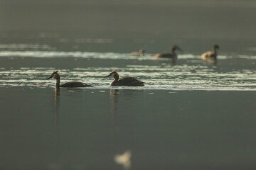 Great crested grebe