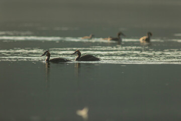Great crested grebe