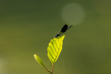 Damselfly