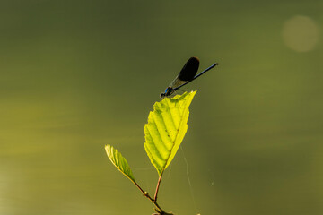 Damselfly