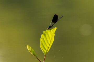 Damselfly