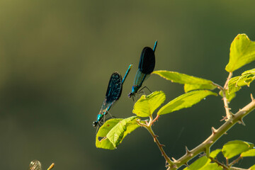Damselfly