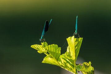 Damselfly