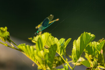 Damselfly