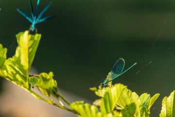 Damselfly
