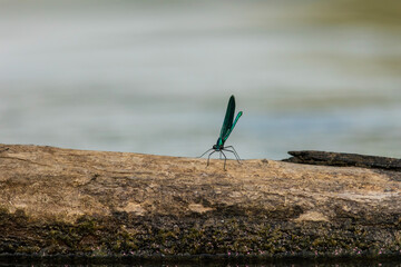 Damselfly