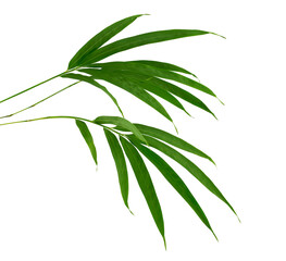 Bamboo foliage with stems, Green leaves isolated on white background, with clipping path 
