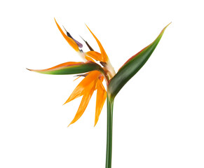 Strelitzia reginae flower with leaves, Bird of paradise flower, Tropical flower isolated on white...