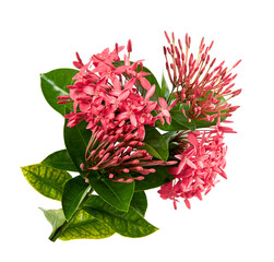 Ixora coccinea flower, Pink ixora with leaves isolated on white background, with clipping path