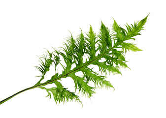 Wart fern leaf, Ornamental foliage, Fern isolated on white background, with clipping path	
