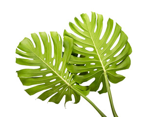 Monstera deliciosa leaf or Swiss cheese plant, isolated on white background, with clipping path © DEWINs