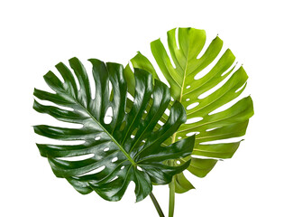 Monstera deliciosa leaf or Swiss cheese plant, isolated on white background, with clipping path © DEWINs