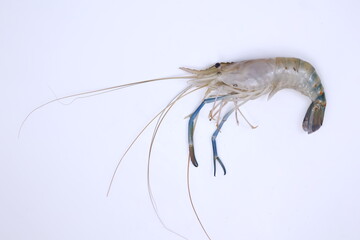 fresh river shrimp