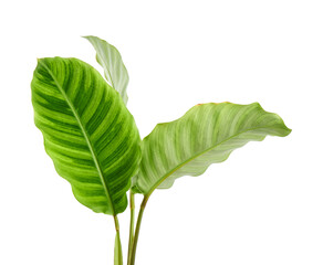 Fototapeta premium Calathea zebrina foliage or Zebra plant, Exotic tropical leaf, isolated on white background with clipping path 