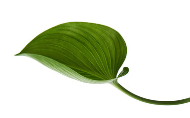 Cardwell lily leaf, Green circular leaves isolated on white background, with clipping path 