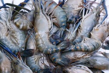 fresh river shrimp