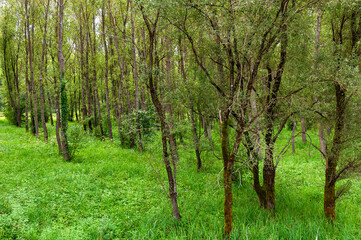 Pappeln in einem Auwald