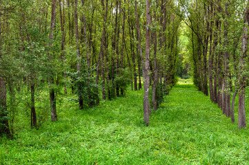 Pappeln in einem Auwald