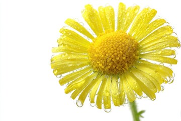 Close-up of a bright yellow flower with dew drops