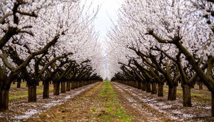 Obraz premium Symmetrical perspective view down a long row of blooming almond trees in an orchard during spring.