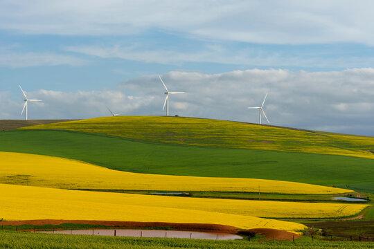 Rolling green and yellow canola or rape seed fields near Caledon, Overberg, Western Cape, South Africa, with wind turbines generating clean electricity under a dramatic sky. - Powered by Adobe