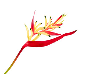 Heliconia psittacorum (Golden Torch) flowers with leaves, Tropical flowers isolated on white background, with clipping path	