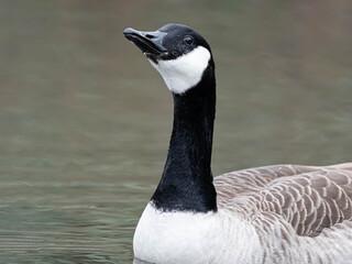 Small Canada Goose Baby Yellow. High quality photo