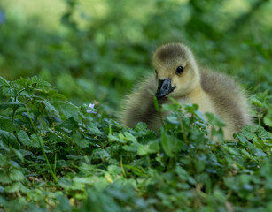 Small Canada Goose Baby Yellow. High quality photo