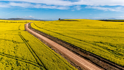 A scenic dirt road winds through vibrant yellow canola or rape seed fields near Caledon, Overberg,...