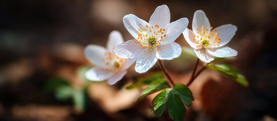 Close-up of delicate, white flowers with subtle orange centers, nestled amidst blurred foliage