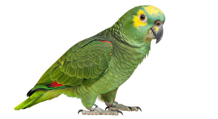 Isolated Green Parrot