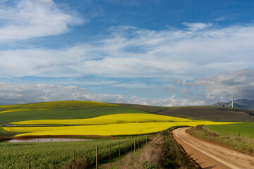 A scenic dirt road winds through vibrant yellow canola or rape seed fields near Caledon, Overberg,...