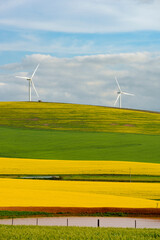 Rolling green and yellow canola or rape seed fields near Caledon, Overberg, Western Cape, South...