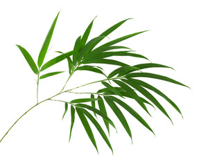 Bamboo foliage with stems, Green leaves isolated on white background, with clipping path 