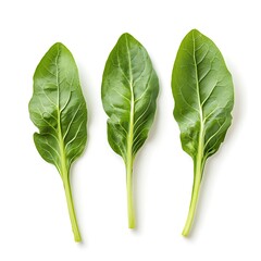 Three fresh green spinach leaves isolated against a bright white background photo