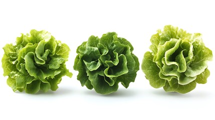 Three freshly grown and vibrant green butterhead lettuce heads isolated on a white background photo