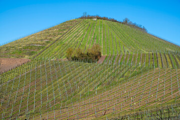 Weinberge am Westhang des Michaelsbergs bei Cleebronn
