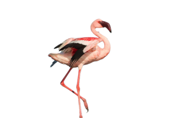 flamingo on white png