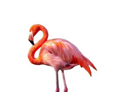 pink flamingo png