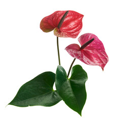 Flamingo flower, Anthurium sweet dream flower isolated on white background, with clipping path