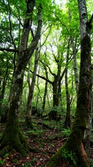 Fototapeta premium Lush green forest canopy