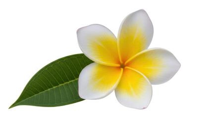 Fototapeta premium Isolated Plumeria