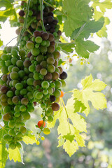 bunch of grapes on vine 