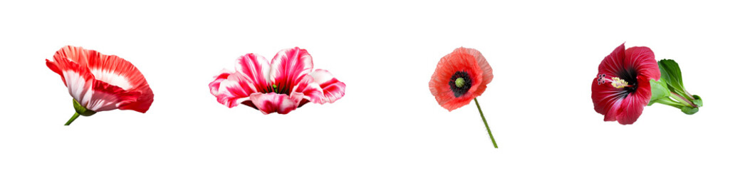 Collection of four distinct red and pink flowers isolated on black background, cut out transparent