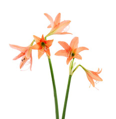 Hippeastrum or Amaryllis flowers ,Orange amaryllis flowers isolated on white background, with...