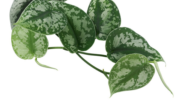 Scindapsus pictus leaves, Satin Pothos plant, Exotic foliage isolated on white background, with clipping path	
