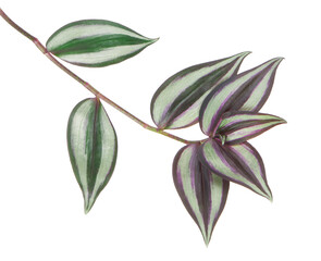 Tradescantia zebrina leaves, Inchplant foliage, Exotic tropical leaf, isolated on white background...